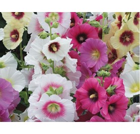 Hollyhock Mixed Flower Seeds(40-50 Seeds/Pack)